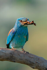 european roller portrait at sunrise