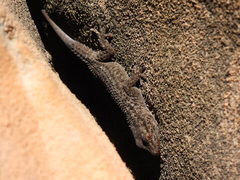 Dieser Mauergecko l&auml;sst sich scheinbar nicht aus der Ruhe bringen