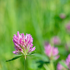 Blühender Rotklee, Trifolium pratense, Nahaufnahme