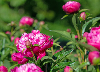 Blühende rote Pfingstrosen, Paeonia, im Garten