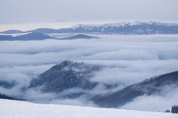 Fototapeta premium Dragobrat, Ukraine mountain landscape with fog and fir trees