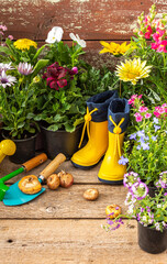 Spring work in the garden and at home, planting decorative flowers, spring and summer flowers in...