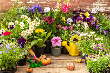 Spring work in the garden and at home, planting decorative flowers, spring and summer flowers in pots and gladiolus bulbs on a wooden background, a watering can and a rake with a shovel