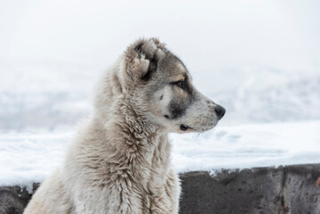 Obraz na płótnie Canvas Portrait of the Central Asian Shepherd Dog Alabai close-up, on a winter background