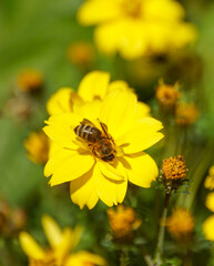 bee on flower