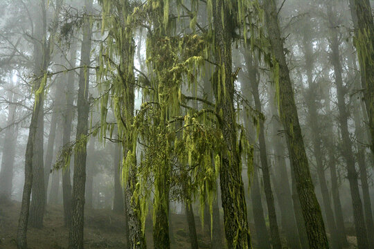 Hanging Lichens On A Canary Island Pine Forest At Teide National Park, Tenerife
