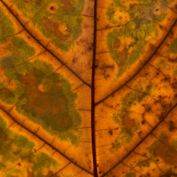 Close-up detail view of a Sycamore leaf (Platanus Occidentalis)

as the colors change to the beautiful hues of fall.