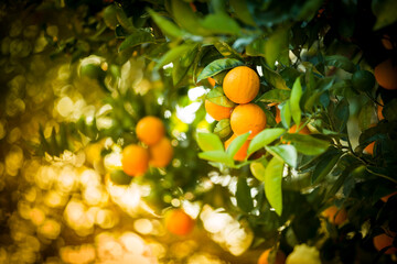 Fresh fruit grows on the orchard grove in California, USA.