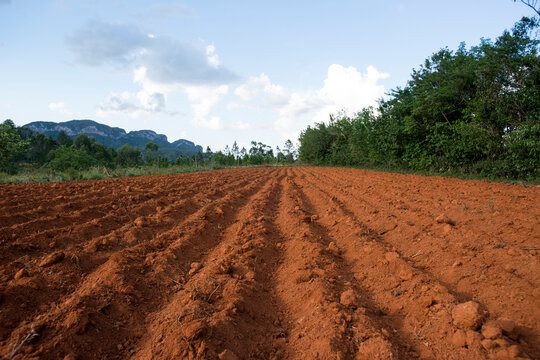 A pineapple field in Vi&Atilde;&plusmn;ales, Cuba.