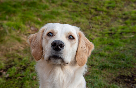 Face on portrait image of young golden retriever dog with grassy background, looking at camera 