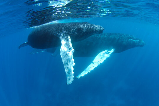 Humpback whales of the Silver Bank   The humpback whale (Megaptera novaeangliae) is a species of baleen whale