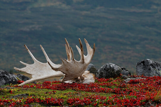 Shed moose antlers lie on the tundra in Katmai National Park, AK