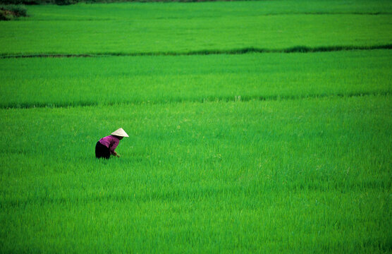 Rice farmer bends in a bright green field, Vietnam
