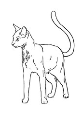 Cute Common cat lines