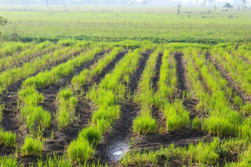Fototapeta na wymiar Spacious rice plantation with clear sky in the background