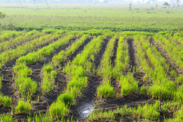 Spacious rice plantation with clear sky in the background