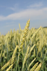 Ripe ears of grain in the field, harvesting, agriculture in natural conditions