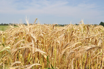 Ripe ears of grain in the field, harvesting, agriculture in natural conditions