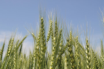 Fototapeta premium Ripe ears of grain in the field, harvesting, agriculture in natural conditions