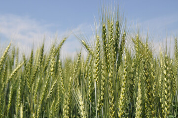 Ripe ears of grain in the field, harvesting, agriculture in natural conditions