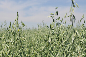 Reaching the harvest in the field, growing oats harvesting, agriculture in natural conditions