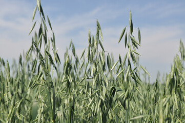 Reaching the harvest in the field, growing oats harvesting, agriculture in natural conditions