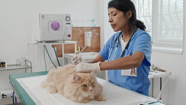 Professional veterinarian in uniform giving injection to cat from virus during medical procedure in clinic