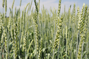 Ripe ears of grain in the field, harvesting, agriculture in natural conditions