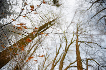 snow covered trees in winter time