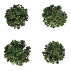 American Boxwood isolated on PNG transparent background - different top view - use for architectural or garden design - 3D Illustration