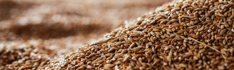 Obraz premium Horizontal abstract background grain harvested harvest