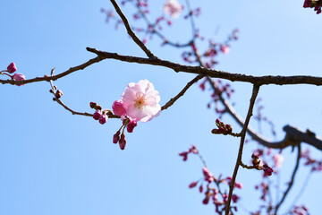 春の桜並木　