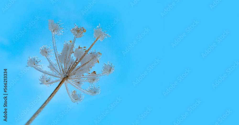 Wall mural plant covered with ice in winter and blured landscape