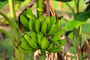 A bunch of green bananas that are about to ripen in a fresh green color, banana tree background - Powered by Adobe
