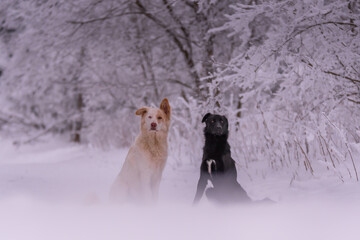 Shooting photo d'un chien dans la neige en hiver