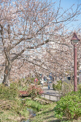 Fototapeta na wymiar 春の桜並木　
