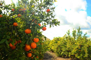 A branch with a ripe tangerine. Citrus orchard. Focus on one tangerine, trees with fruits in the...