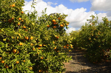 Fototapeta na wymiar A branch with a ripe tangerine. Citrus orchard. Focus on one tangerine, trees with fruits in the background. farm plantation. Mandarin tree with fruits. Season of tangerines, citrus orchard. A bountif