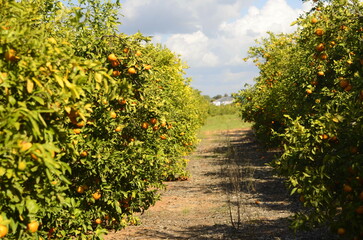 Fototapeta premium A branch with a ripe tangerine. Citrus orchard. Focus on one tangerine, trees with fruits in the background. farm plantation. Mandarin tree with fruits. Season of tangerines, citrus orchard. A bountif