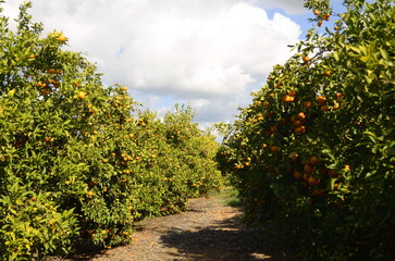Fototapeta na wymiar A branch with a ripe tangerine. Citrus orchard. Focus on one tangerine, trees with fruits in the background. farm plantation. Mandarin tree with fruits. Season of tangerines, citrus orchard. A bountif