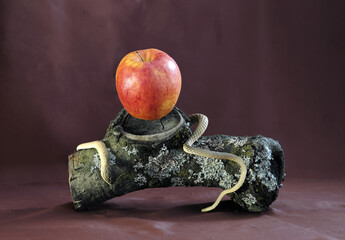 fall of man, fall-of-man, expulsion from paradise, appletree,