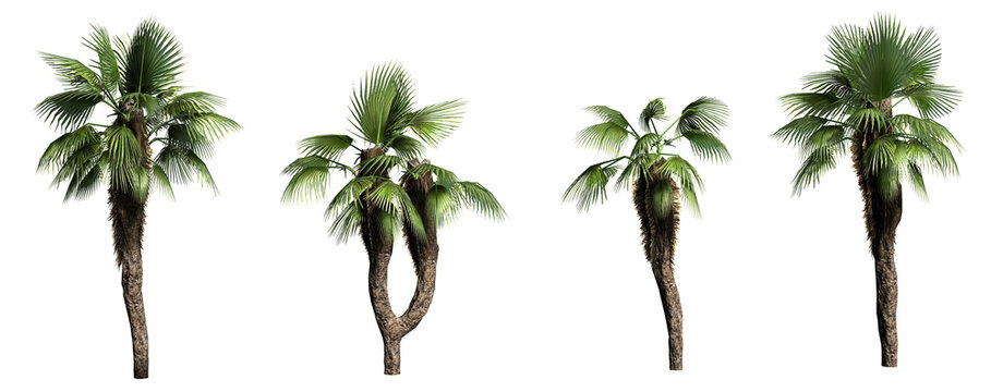 Different Chinese Fan Palm trees isolated on PNG transparent background - use for architectural or garden design - 3D Illustration