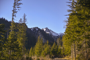 pine forest in the mountains