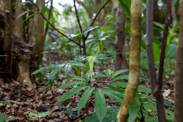 奄美大島　アマミテンナンショウ