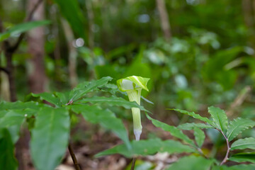 奄美大島　アマミテンナンショウ