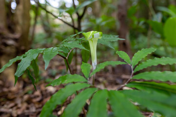 奄美大島　アマミテンナンショウ