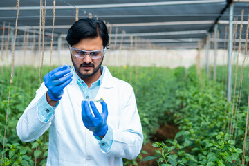 Focused agro scientist doing experiment by adding chemical into smalll sample plant at greenhouse - concept modern farming, biotechnology and innovation