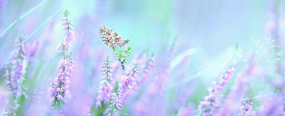 Dreamy heather flowers bloom, grass, butterfly close-up panorama. Macro with soft focus. Spring floral greeting card template. Pastel toned. Nature greeting card background - 566215900