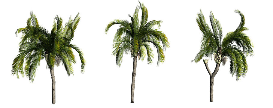 Different Queen Palm trees isolated on PNG transparent background - use for architectural or garden design - 3D Illustration