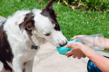 border collie puppy resting drinking water in the park from a portable drinker